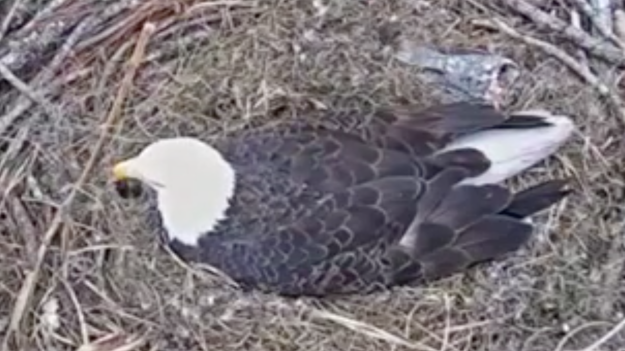 WATCH LIVE American bald eagles await hatching of remaining egg